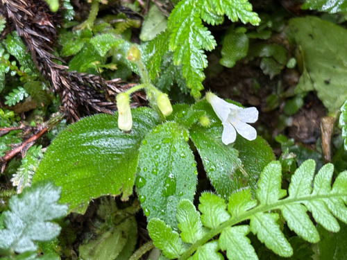 Whytockia sasakii, photograph 6