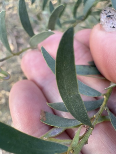 Acacia lunata, 2025-10-04