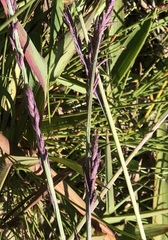 Eragrostis interrupta