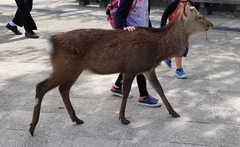Cervus nippon