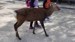 Cervus nippon