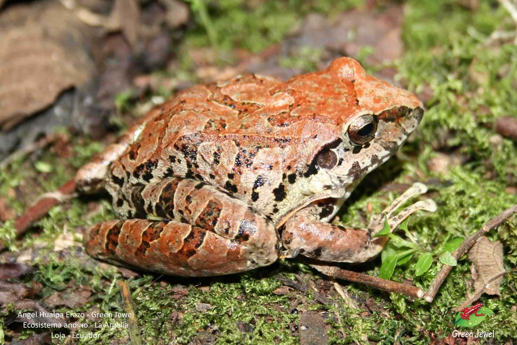 Lyman's Rainfrog