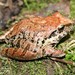 Pristimantis lymani - Photo (c) Green Jewel, some rights reserved (CC BY-NC), uploaded by Green Jewel