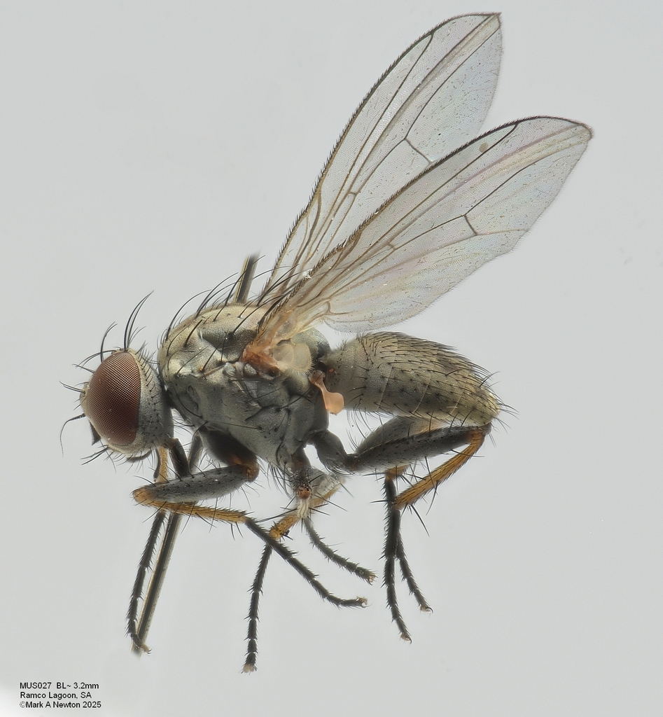 Coenosia acuticornis