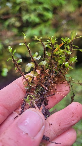 Rhizomnium magnifolium observed 2025-09-27
