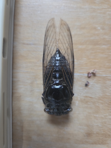 Eastern horse cicada