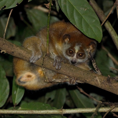 Northern Pygmy Slow Loris (Xanthonycticebus intermedius) — Data Deficient Mammalia