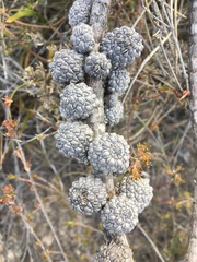 Allocasuarina muelleriana