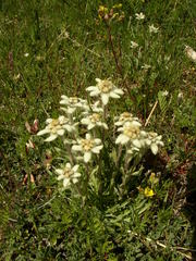 Leontopodium ochroleucum