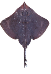 Grey Skate photo 2