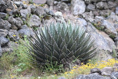 Agave horrida perotensis
