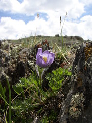 Pulsatilla bungeana