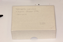 Gymnopilus magnificus