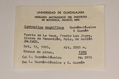 Gymnopilus magnificus