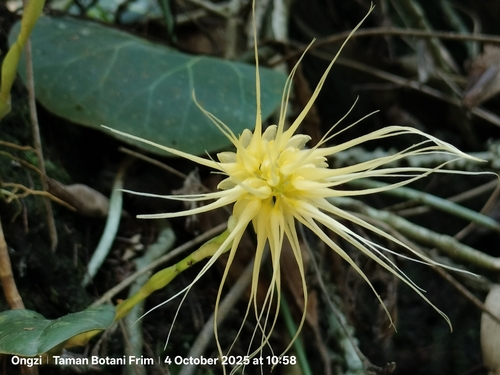Bulbophyllum vaginatum, photograph 3