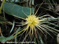 (c) Ong Jyh Seng, some rights reserved (CC BY) Bulbophyllum vaginatum, photograph (c) Ong Jyh Seng, some rights reserved (CC BY)