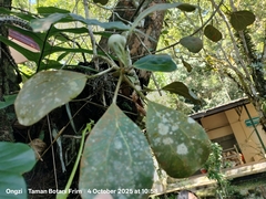 Common Fig (Ficus deltoidea)
