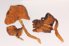 Gymnopilus magnificus