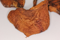 Gymnopilus magnificus