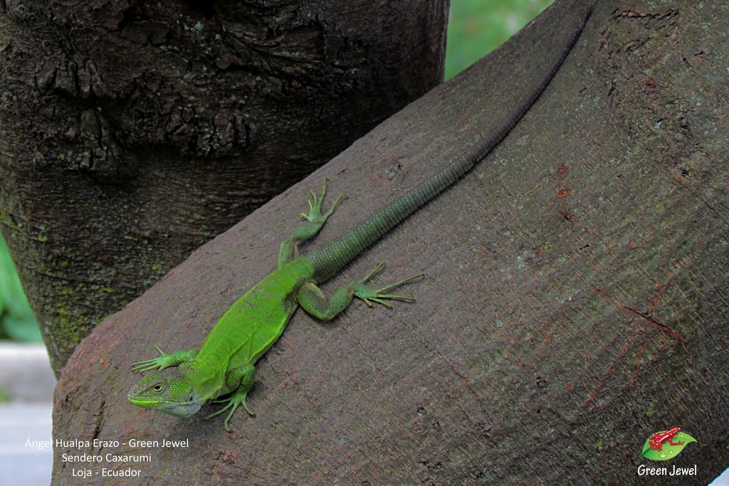 Patterned Whorltail Iguana