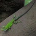 Patterned Whorltail Iguana - Photo (c) Green Jewel, some rights reserved (CC BY-NC), uploaded by Green Jewel