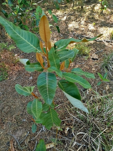 Orange-Milk Tree (Harungana madagascariensis)