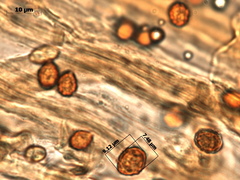 Gymnopilus magnificus
