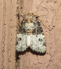 Neoligia crytora