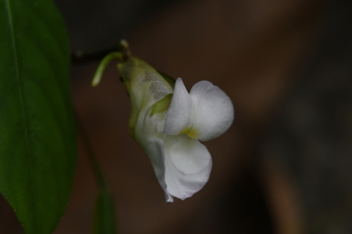 Impatiens chumphonensis