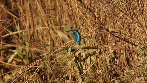 Common Kingfisher