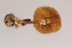 Amanita herrerae
