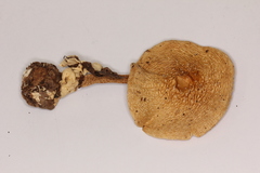 Amanita herrerae