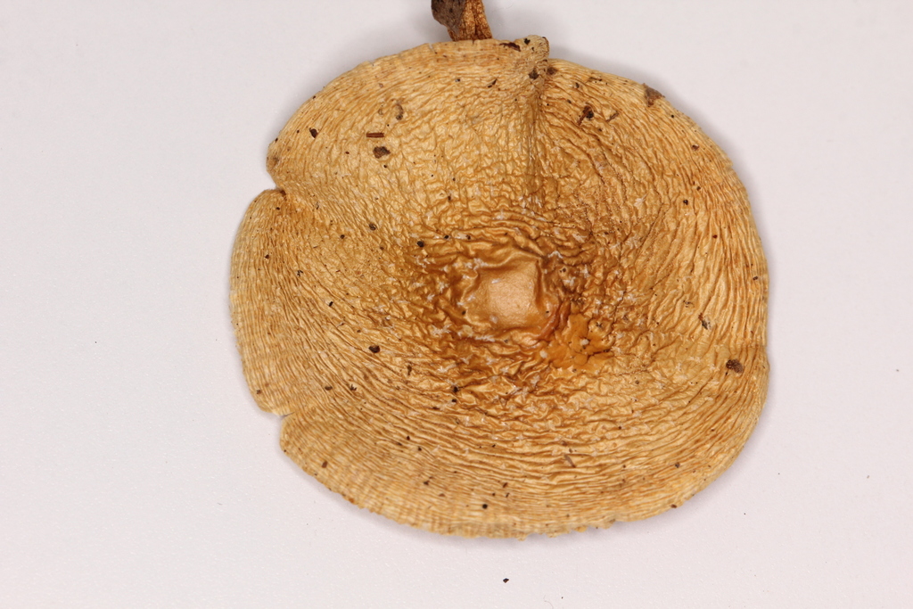 Amanita herrerae