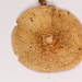 Amanita herrerae - Photo 由 Alan Rockefeller 所上傳的 (c) Alan Rockefeller，保留部份權利CC BY