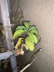 Pereskia