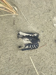 Callorhinchus milii