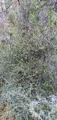 Pittosporum divaricatum