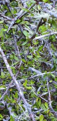 Pittosporum divaricatum