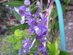 Angelonia