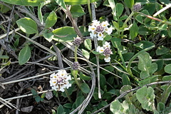 Phyla nodiflora minor