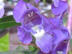 Angelonia