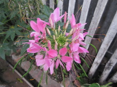 Cleome spinosa