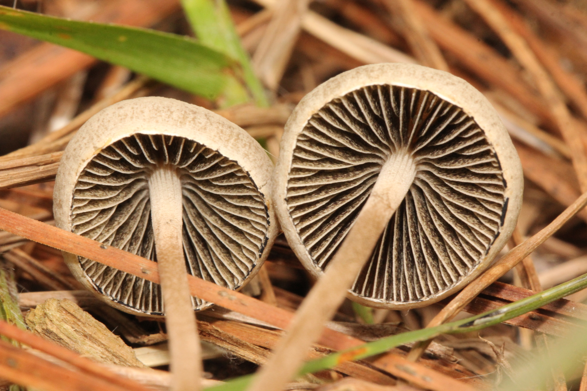 Panaeolus papilionaceus image