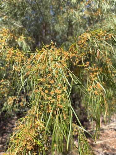 Acacia cognata, photograph 2