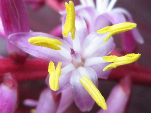 Cordyline fruticosa
