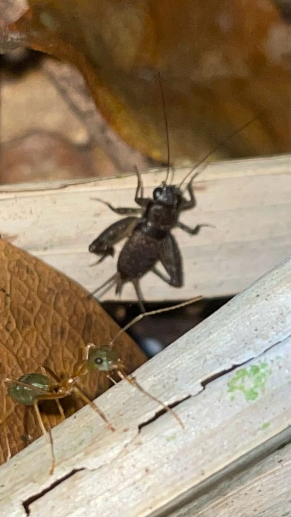 Silvinella