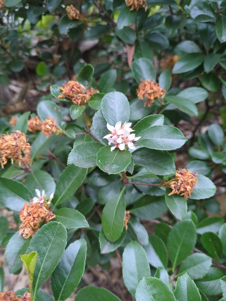 Rhaphiolepis indica, Coorparoo QLD 4151, Australia