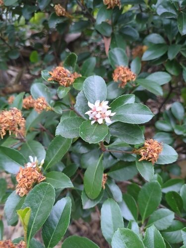 Rhaphiolepis indica