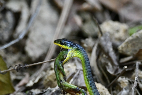 Common Tree Snake sighting