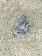 Callorhinchus milii
